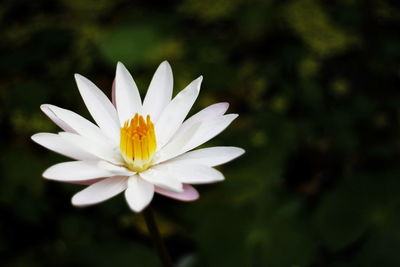 Close-up of white flower