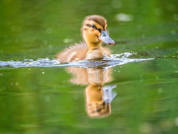 Duck swimming in lake