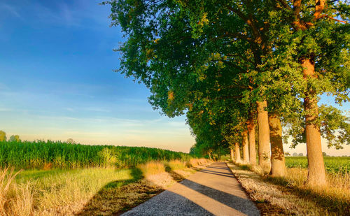 Road amidst trees on field against sky