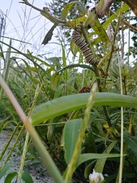 Close-up of crops growing on field