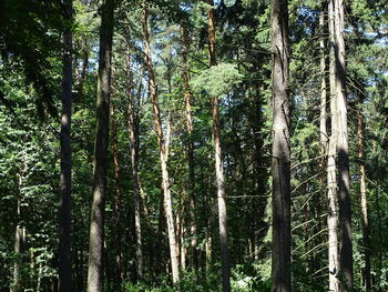 Low angle view of bamboo trees in forest