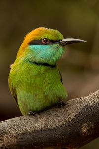 Close-up of bird perching on branch