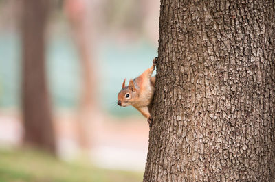 Close-up of eurasian red squirrel on tree trunk