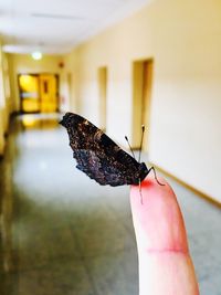 Close-up of butterfly on hand