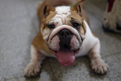 Close-up of american bulldog on the leash looking at the camera