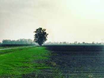 Scenic view of agricultural field against clear sky