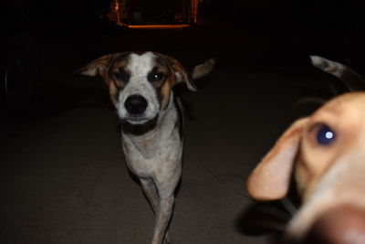 Close-up portrait of dog