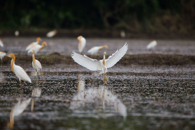 Seagulls flying over lake