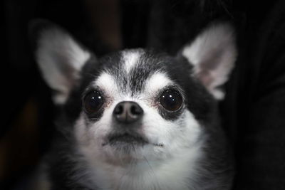 Close-up portrait of dog