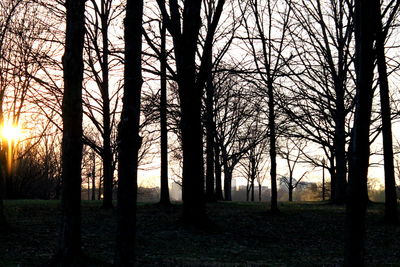 Trees on landscape against sunset sky