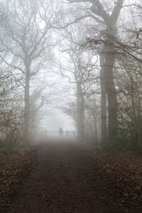 Trees in forest during foggy weather