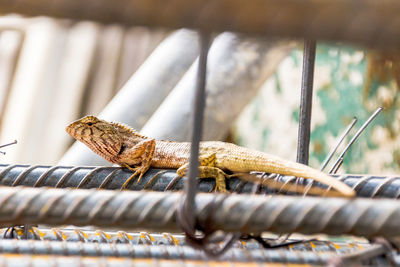 Low angle view of insect perching on floor