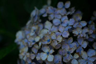 Close-up of purple hydrangea flowers