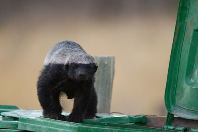 Black cat looking away while sitting on wood