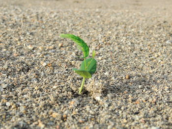 Close-up of small plant growing on land