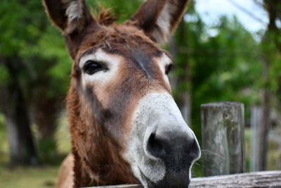 Close-up portrait of a horse