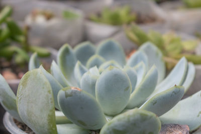 Close-up of succulent plant