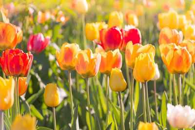 Close-up of tulips in field