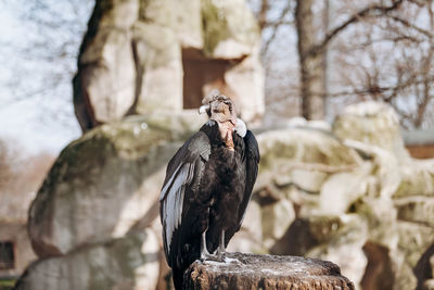 Bird perching on rock