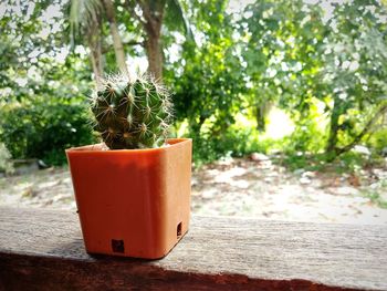 Close-up of potted cactus plant on table