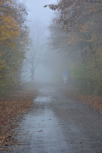 Road by trees in forest during foggy weather