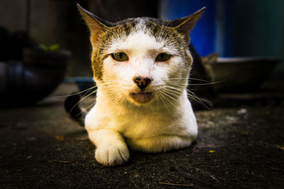 Close-up portrait of cat