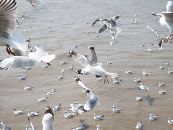 High angle view of seagulls flying