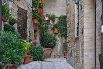 Potted plants on street amidst buildings