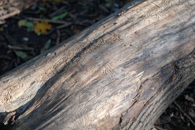 High angle view of tree trunk in forest