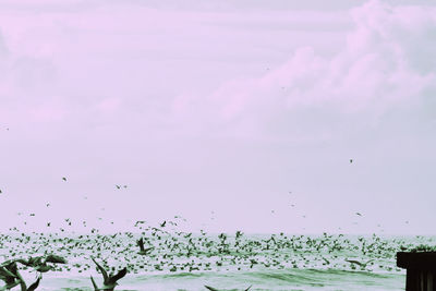 Birds flying in sky