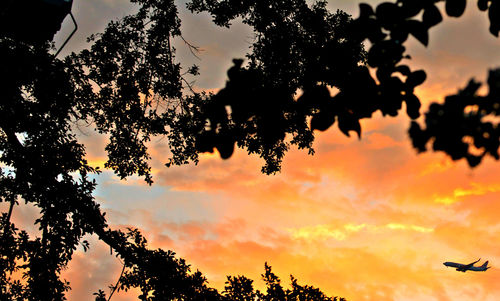 Low angle view of silhouette tree against orange sky