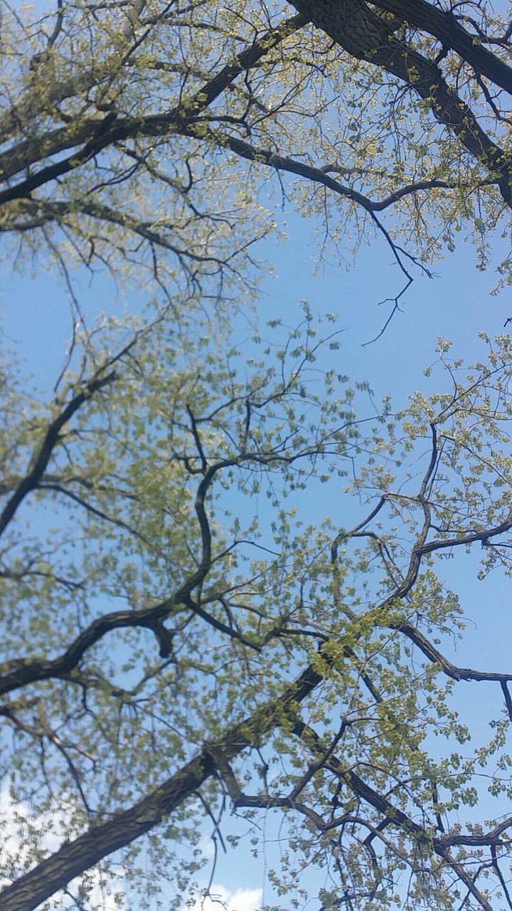 tree, low angle view, branch, growth, sky, nature, beauty in nature, tranquility, clear sky, day, outdoors, no people, scenics, bare tree, high section, blue, tranquil scene, backgrounds, sunlight, leaf