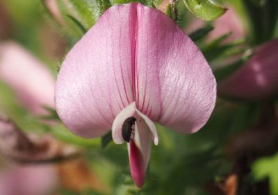 Close-up of pink flower