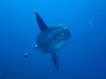 Ocean sunfish being cleaned