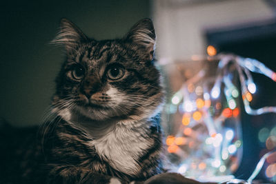 Close-up portrait of a cat