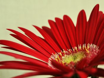 Close up of red flower