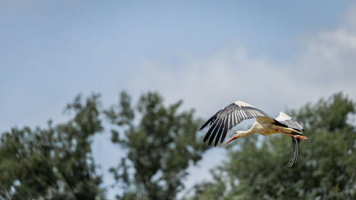 Low angle view of bird flying