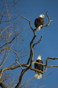 Low angle view of eagle perching on tree