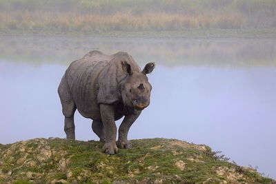 Elephant standing on rock by lake