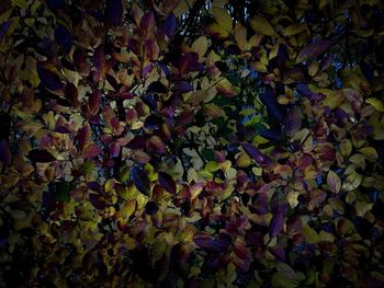 Full frame shot of autumnal leaves