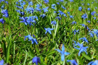 Close-up of blue flowers growing in field
