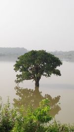 Tree by lake against sky