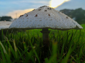 Close-up of mushroom growing on land