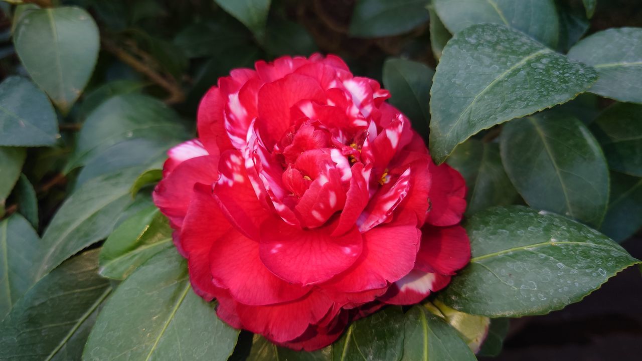 flower, flowering plant, plant, leaf, plant part, beauty in nature, freshness, petal, camellia sasanqua, close-up, nature, inflorescence, japanese camellia, flower head, red, rose, fragility, growth, theaceae, pink, no people, outdoors, shrub, green