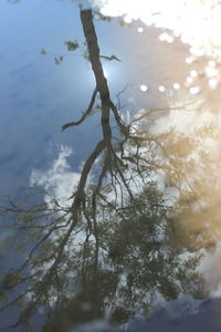 Low angle view of tree against sky