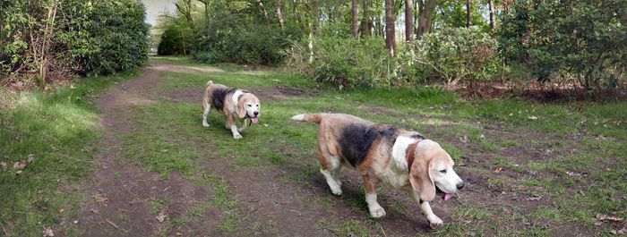 Two dogs walking together on the rhododendron trail in pollok country park. 