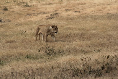 View of a cat walking on grass