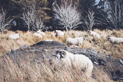 Side shot of a sheep on landscape