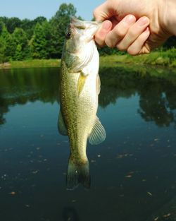 Close-up of hand holding fish in water