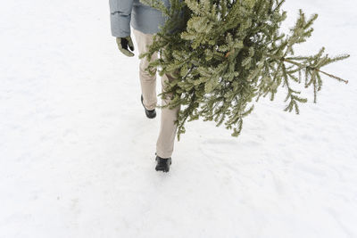 Man with fir tree walking on snow in winter